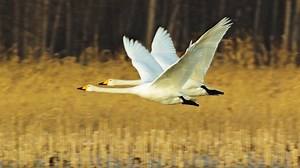 神奇一幕！大天鹅37步助跑后比翼双飞