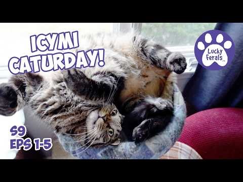 ICYMI Caturday! Lucky Ferals Season 9 Episodes 1-5 - Cat Family Vlog