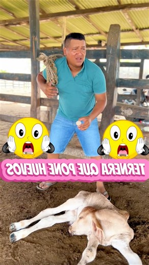 LA TERNERA QUE COLOCÓ UN HUEVO DE GALLINA #shortvideo #viral #shorts