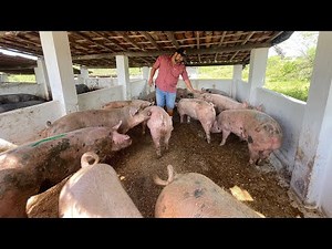 FULL DAY OF PIG FARMING WITH DELIVERY OF PIG BREEDING MACHINES 🔥