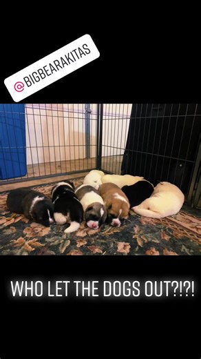 Bella & Kimo’s puppies #Akita softiktok#Akitapuppy #indiana #bigbearakita #ArmaniMyWay #akitafamily #puppylovechallenge #katespadenyonthemove