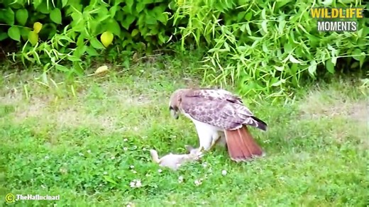 45 Amazing Moments Hawk Hunting Prey Caught On Camera