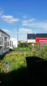 Dehon-Demonseau calling his pigeons from the rope to go inside... | PIPA