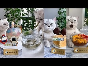 [Douyin 抖 音] 🍉 Chú Mèo Biết Nấu Ăn Trung Quốc