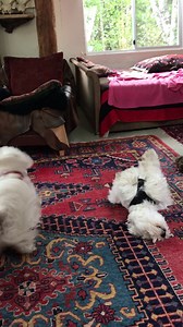 We arrived at our AirBNB at Hornby Island, British Columbia . The pups were so happy that they began play fighting. We love watching them ❤️ | The Piper Chronicles