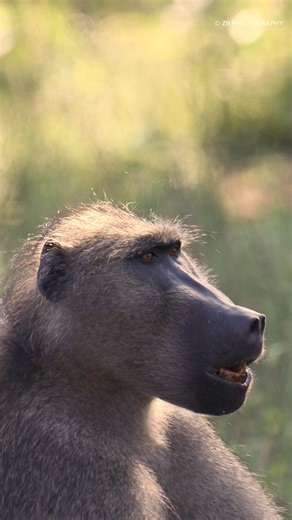 3.3M views · 60K reactions | One of Africa’s unique voices the baboon calling in the wild. #krugernationalpark #sanparks #southafrica #africa #baboon #animals #reeloftheday #videooftheday #calling #bushlife #wildlifeseekers #videoviral #explorepage #travelling | Zander and Stefni Rautenbach Wildlife Photography | Facebook