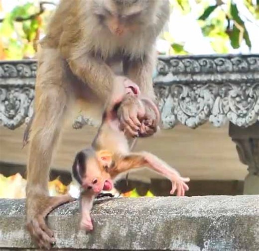 So Loudly Cry Newborn Baby Monkey Fell Down From Under The Chest Of Mom | Monkey Daily TV