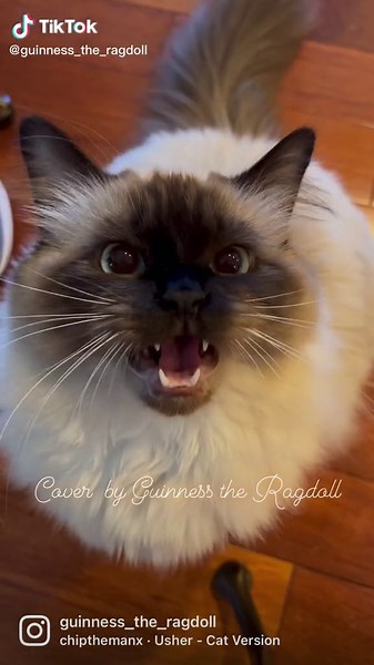 Adorable Ragdoll Cats Compilation - Funny and Cute Cat Videos