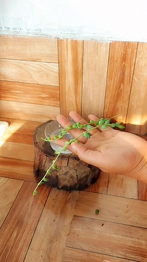 Propagation String of Pearls and String of Tears Plant from Cuttings in LECA Balls. 20 Days Growth Update #succulents #propagation | Flower lovers