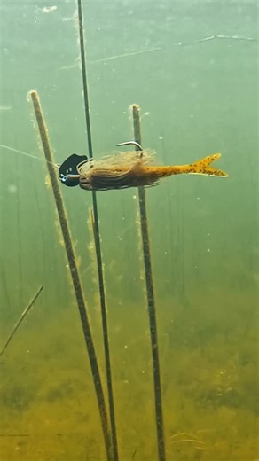 Wired2Fish on Instagram: "Take a scroll break to watch the @strikekinglurecompany Thunder Cricket and Blade Minnow chuggin’ along Go check out @fishusa to get your hands on them!"