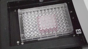 作者聚焦:肝细胞系中细胞内 ROS 水平的高通量测量