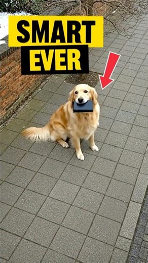 Smart Dog Finds Lost Wallet #DogRescue #GoldenRetriever #EmotionalDogStory