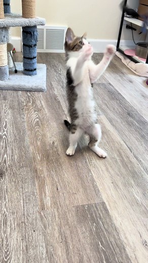 How to Determine the Gender of Your Kitten