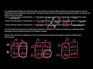 Genetics of fur color in animals explained