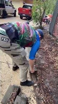 HUGE Highly Venomous Snakes Sleeping in Backyard