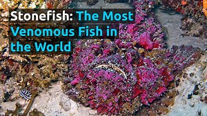 71K views · 1.1K reactions | In the underwater world, you don’t have...