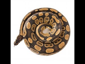 AFRICAN BALL PYTHON / ROYAL PYTHON Popular Pet Snake Worldwide