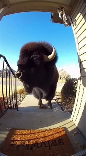 Bison Visits My Front Door Doorbell Camera Footage