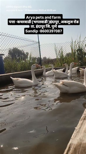 Arya pets & farm Tal -indapur dist -pune Add-kacharwadi(bhagatwadi) 8600397087 🌍 my farm Location 🌍 https://maps.app.goo.gl/TCpj4vWNp11HYHA26?g_st=ac 👉My Instagram id 👈 https://www.instagram.com/arya_pets_and_farm?igsh=YXI3anRoY2k5dmU5 #pune #Mumbai #satara #sangli #kolhapur #aahilyanagar #beed #solapur #latur #nashik #beed #nanded #pets #farm#poultry#exoticpets#farming#petshop#kokan | Sandip Bhorde