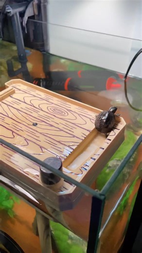 Adorable Baby Turtles in Aquarium: A Cute and Cold-Blooded Reptile Hatchling Showcase