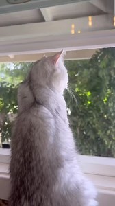 From smart to genius — the all-new Fi Mini is changing pet parenting forever. | Fi