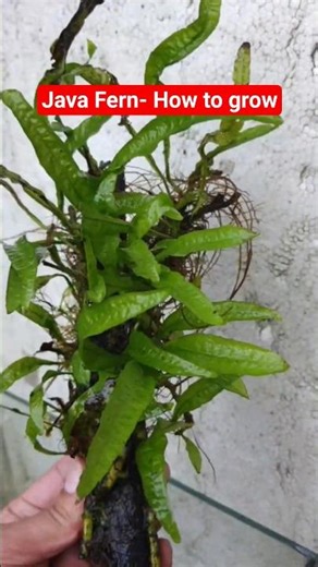 Java fern 🌿#shorts #plantedtank #aquarium #aquaticplants #javafern