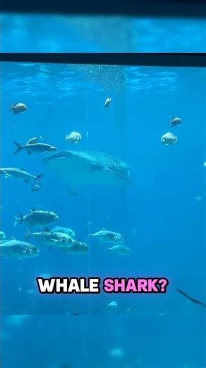 Inside the LARGEST Aquarium in the US! 🇺🇸🐋 (Georgia Aquarium) #shorts