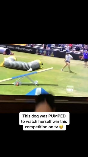 Border Collie Excitedly Watches Herself Win Competition on TV