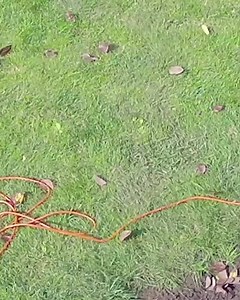 How to identify weeds in your garden, just take a photo of the plant, PictureThis use artificial intelligence to tell what it is, and teach how to deal with them. Don't miss it! | PictureThis | Facebook