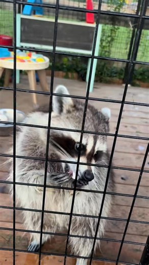 #Raccoon #snacks #diet | Janet Hughes