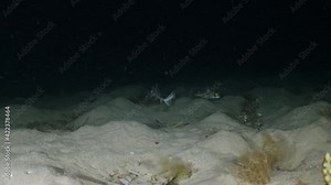 Port Jackson Shark swimming at night in slow motion 4k Heterodontus portusjacksoni
