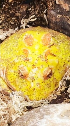 Pacman Frog 🐸