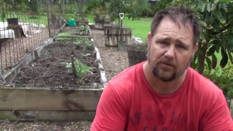 How to divide artichokes for bigger harvests | Mark’s subtropical garden tips