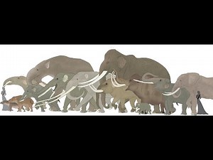 Mysteries of elephants evolution | Evolution of elephants | Elephants | Animal documentary |