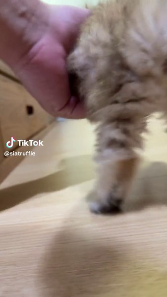 Wind up doll #แกงส้มป่า #เสี่ยทรัฟเฟิล