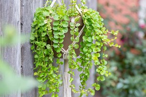 Growing Colorful Creeping Jenny