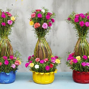 Transforming Plastic Bottles into Portulaca Paradise | Diy Garden World