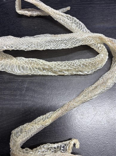 40” Genuine Ball Python Shed Skin | Natural Reptile Shedding - Etsy