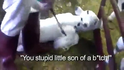 HSUS Veal Slaughterhouse Undercover Investigation