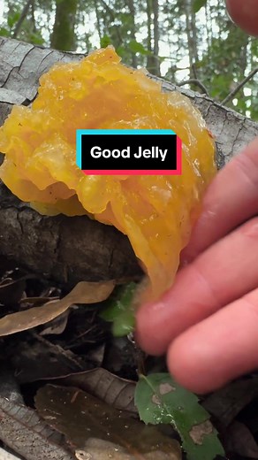 Golden Ear (Naematelia aurantia), a jelly mushroom that parasitizes the mycelium of False Parchment (Stereum), usually seen growing on hardwoods. Frequently also called witches butter. Yes, these are edible but flavorless. I care about and deeply respect nature, that’s why I highlight the incredible diversity of fungi. Making videos like this all part of my educational strategy to expose people to the marvels of mushrooms, sometimes using the element of humor and subverting expectations. Please 