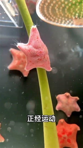 Underwater Starfish Slide: A Sea of Wonder