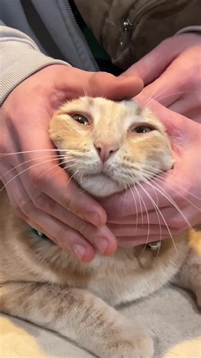 Understanding Orange Cat Behavior