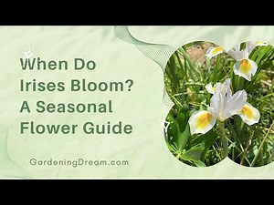 When Do Irises Bloom A Seasonal Flower Guide
