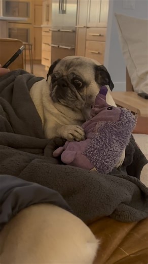 Get. Him. Outta. Here. | Coastal Pug Rescue