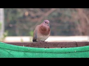 Laughing Dove Call