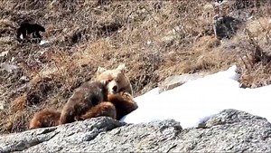 26K views · 443 reactions | Wild Life And Nature Trails Drass Ladakh Himalayan Brown Bear Photography tour 2024 | 홳횁홰횂횂 홾홽홻홸홽홴 | Facebook