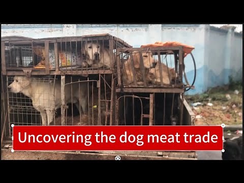 Uncovering the dog meat trading market