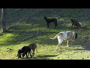 The Hounds of Gammonwood