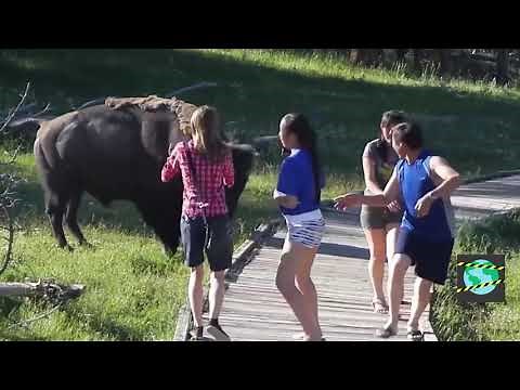Wilde Tiere Greifen Menschen An (Unerwartet)