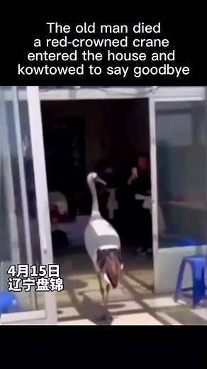 The crane bowed down to the dead man, and all the people were shocked.#crane#touchingstory